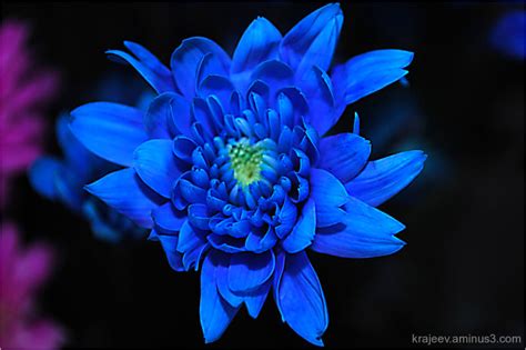 Blue Chrysanthemum Plant And Nature Photos Rajeevs Photoblog