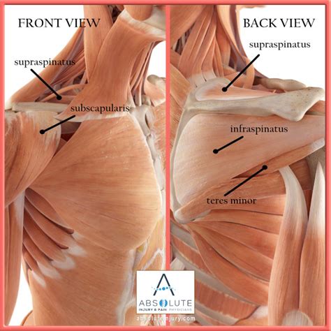 Learn the anatomy of the shoulder muscles now at kenhub. Shoulder Anatomy Explained - Absolute Injury and Pain ...