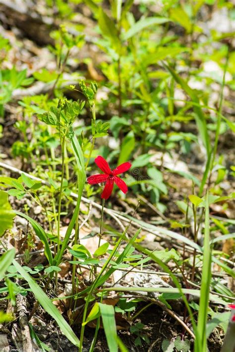 Fire Pink Wildflower Silene Virginica Stock Image Image Of America