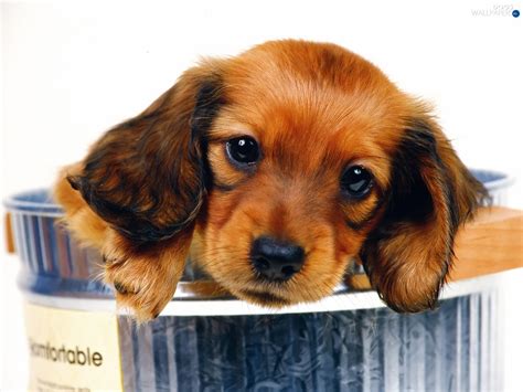 Brown Sausage Dog Small Dogs Wallpapers 1600x1200