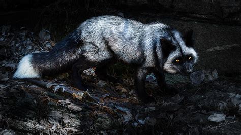 Silver Fox Photograph By Tracy Munson