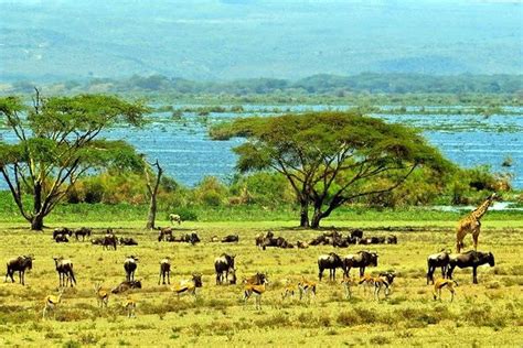 Lake Naivasha Day Tour Including The Crescent Island 2020 Nairobi