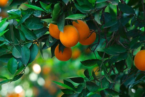 livingwalls-photo-wallpaper-«orange-tree»-036690