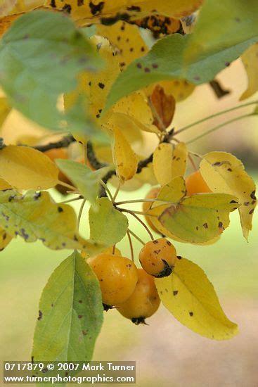 Yellow Autumn Crabapple Finch Arboretum Spokane Wa Mark Turner
