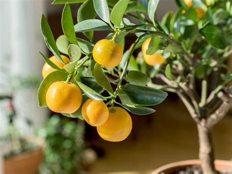 Planting a new fruit tree? Easy Indoor Fruit Tree Varieties - Fruit Trees You Can ...