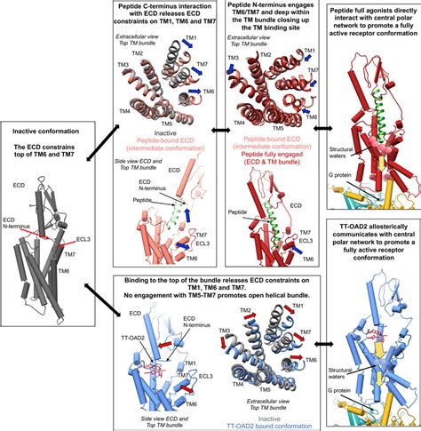 Proposed Activation Mechanism Of Class B Gpcrs Left In The Inactive