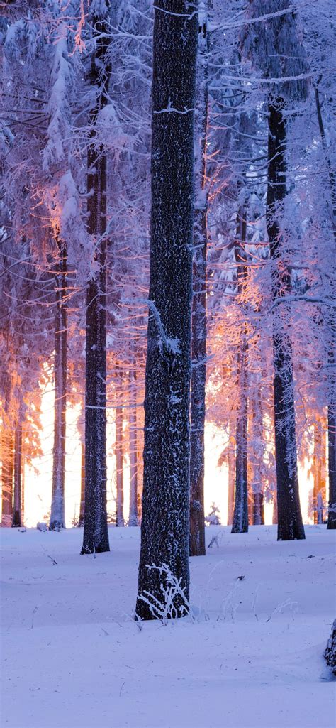 Forest Wallpaper 4k Winter Snowy Norway Spruce Sunset Nature 3189