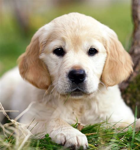 Meal size will vary with each pup, but the average golden puppy at 7 weeks is polishing. Pictures Of Golden Retrievers - Golden Retriever Photo Gallery