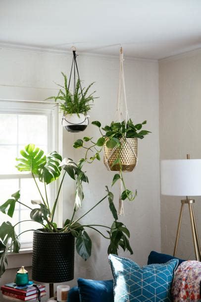 Hanging Plants From Ceiling Ideas Shelly Lighting