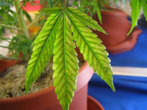 How To Identify And Treat Magnesium Deficiency In Cannabis Plants