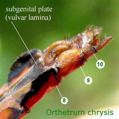 Ovipositor And Vulvar Lamina Of Dragonflies