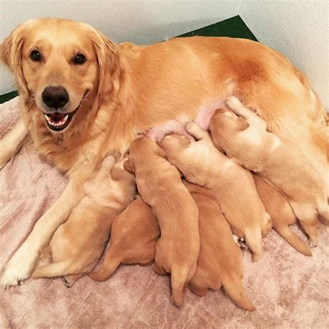 Smiling Momma And Her Puppies Rpuppysmiles