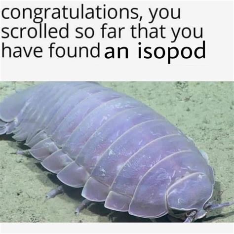 You Scrolled So Far You Found An Isopod You Ve Scrolled So Far Know