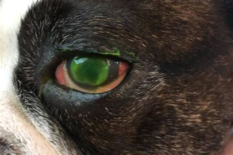 A Guide To Corneal Ulcers In Dogs Dr Buzbys Toegrips For Dogs