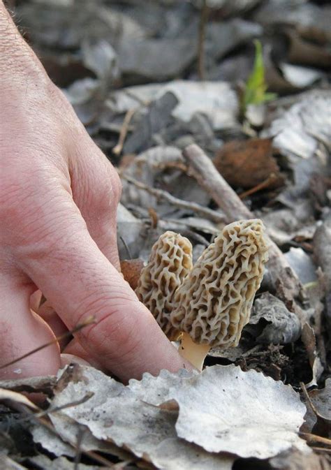 Where To Find Morel Mushrooms In Kansas All Mushroom Info