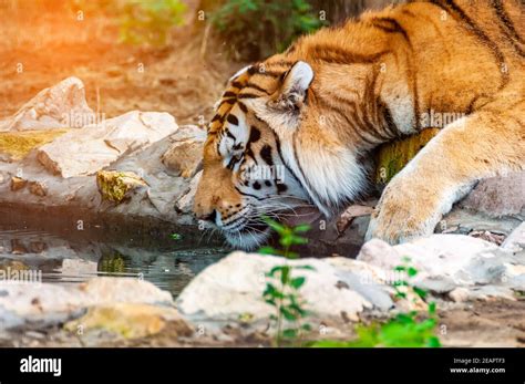 A Beautiful Tiger Is Drinking Water From A Lake Stock Photo Alamy
