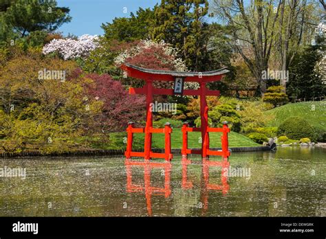 Cherry Blossoms Torii Gate Japanese Garden Brooklyn Botanical Garden