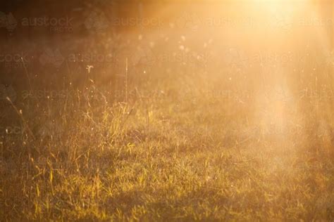 Image Of Golden Sunlight Shining On The Grass Austockphoto