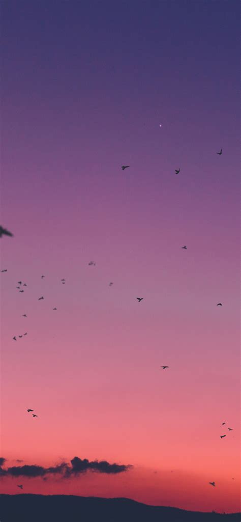 1242x2688 Resolution Sky Sunset Birds Iphone Xs Max Wallpaper