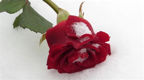 Roses In The Snow Wallpapers High Quality Download Free
