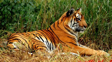 Tiger Reserves In India Complete List And Importance