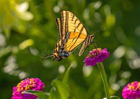 Western Tiger Swallowtail Butterfly On Red Zinnia Wildflowers Montrose