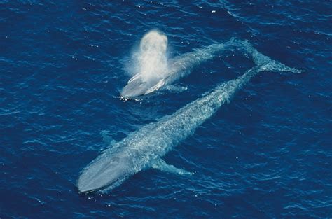 Ocean Adventurer By Dr Gerald Goeden About Blue Whales