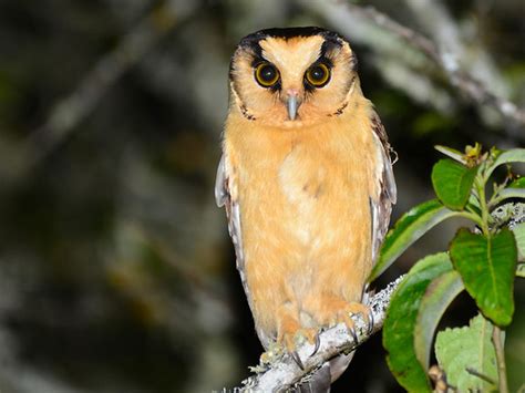 Finding Owls And Our South African Owl Surveys Birding Ecotours