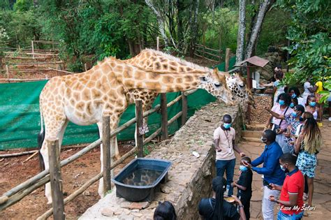 Nairobi National Park And Giraffe Centre Excursion Ease My Safari