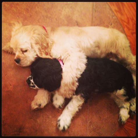 Puppy Cuddle Sesh Puppy Cuddles Puppies Cuddling