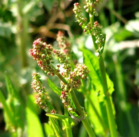 Common Sorrel Rumex Acetosa © Evelyn Simak Geograph Britain And