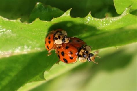 Asiatischer marienkäfer larve giftig für menschen. Naturinfo | Asiatischer Marienkäfer