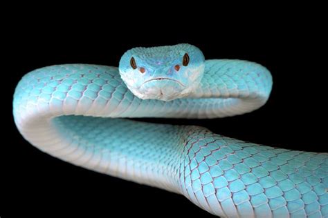 Snakes Are Amazing 5 Of Their Most Extraordinary Abilities Mnn