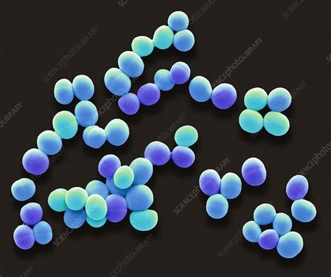 Staphylococcus Aureus Bacteria Sem Stock Image F0225788 Science