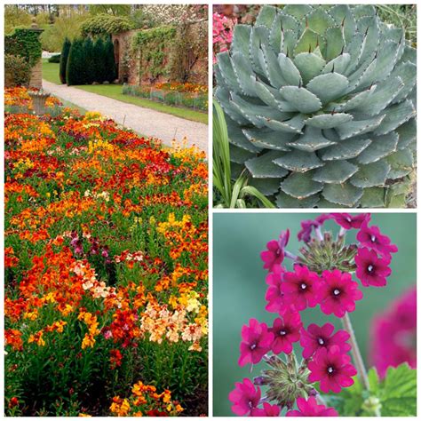 31 Drought Tolerant Flowers And Plants For A Lively Garden In 2023