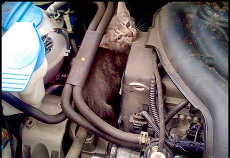 Cat Survives 160 Mile Journey In An Engine Bay