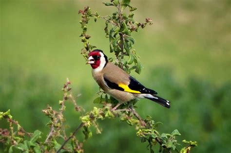 List Of Common British Birds With Pictures And Facts For Kids And Adults