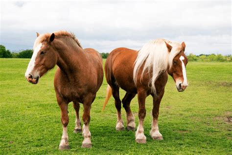 The belgian draft horse became quickly a worldwide renowned resulting in a strong growth of the export to, among others, america, germany, italy, russia, france Belgian Draft Horse vs Clydesdale. See the Difference