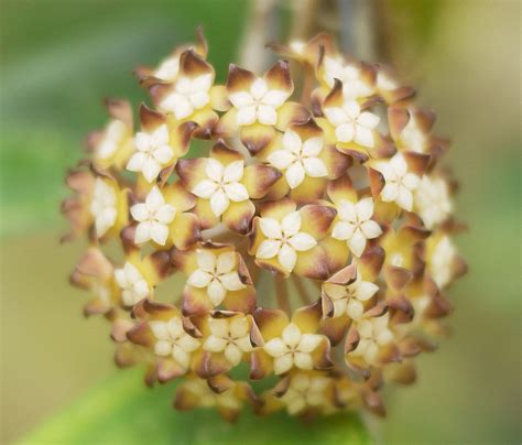 Recieved a logees catalog today.they have a picture of this hoya, stating, out of all hoyas. Rooted plant of Hoya finlaysonii satoon