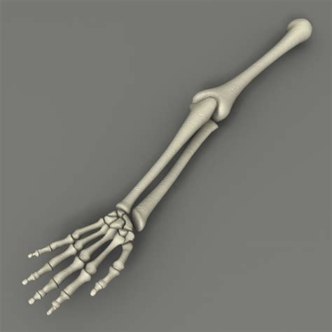 Skeleton Arm Bones 3d Max