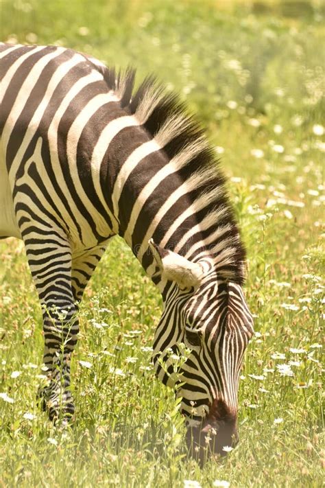 Lovable Little Zebra Wandering Around In Nature Stock Photo Image Of