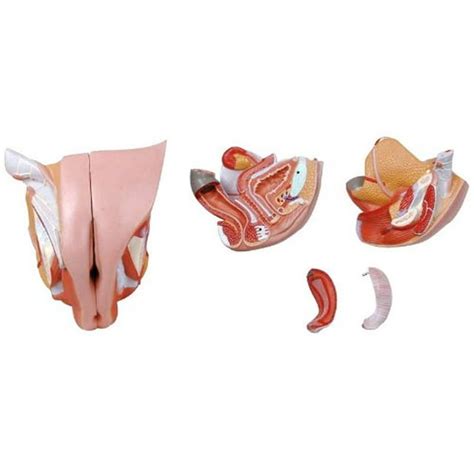 Medical Anatomical Female Genital Organ 4 Part Numbered Life Size
