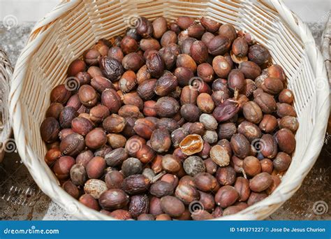 Dry Or Natural Process Of The Coffee Bean Inside The Cherry Stock