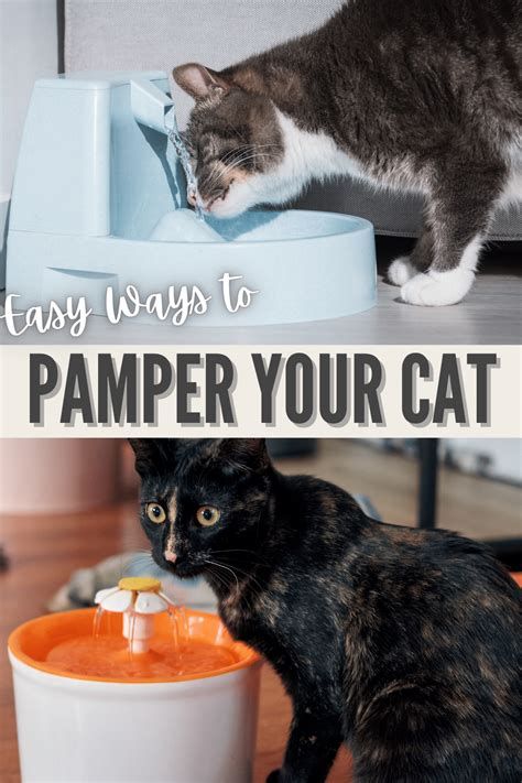 Easy Ways To Pamper Your Cat Wondermom Wannabe