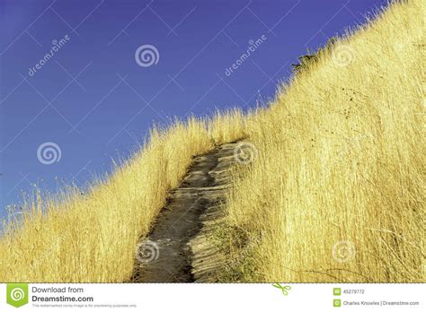Golden Grasses Along A Footpath In The Hills Stock Photo Image Of
