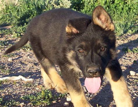 When they grow, they shed large amounts once or twice a year. German Shepherd Puppies Phoenix Az | PETSIDI