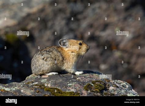 American Pika Alpine Regions Canada Hi Res Stock Photography And Images