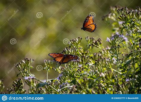 Queen Butterflies Feeding On A Purple Blooms Stock Image Image Of