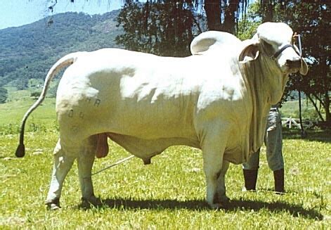 Apr 15, 2017 · no engenhão, vasco e botafogo se enfrentam em clássico pelo título da taça rio. Brahman Cow Brahman Cattle Brahman Bull Breeders ~ planetanimalzone