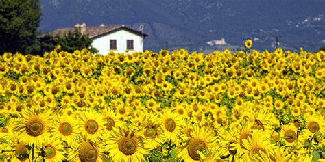 Check spelling or type a new query. The Flowers of Italy | Peroni Italy